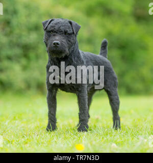 patterdale terrier Stock Photo