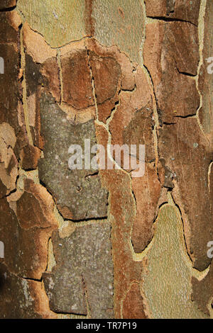 Close up of bark surface of plane tree (sycamore) in bright sunlight Stock Photo