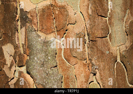 Close up of bark surface of plane tree (sycamore) in bright sunlight Stock Photo