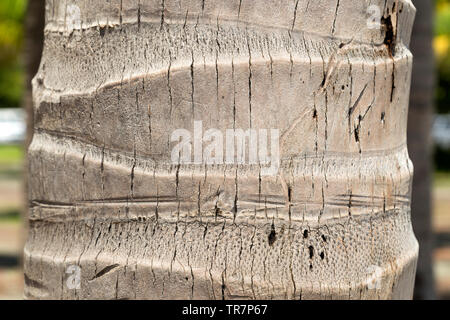 Texture of palm tree trunk bark Stock Photo