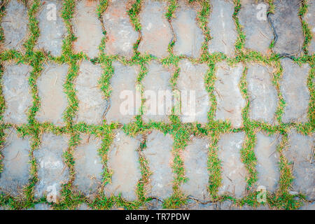 Green grass plant growing on cement brick ground Stock Photo
