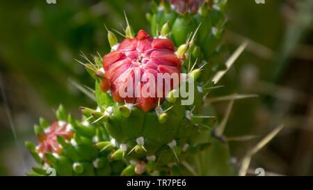 Growing Cactus Stock Photo