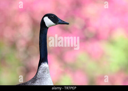 A Canada Goose poses in front of a tree filled with colourful pink apple blossoms in Toronto, Ontario. Stock Photo