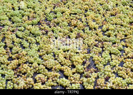 Italy, Sicily, Island of Pantelleria : Harvest in the vineyard of the French actress Carole Bouquet in the Contrada Serraglio  where she produces the Stock Photo