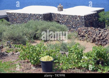 Italy, Sicily, Island of Pantelleria : Harvest in the vineyard of the French actress Carole Bouquet in the Contrada Serraglio  where she produces the Stock Photo