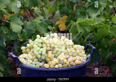 Italy, Sicily, Island of Pantelleria : Harvest in the vineyard of the French actress Carole Bouquet in the Contrada Serraglio  where she produces the Stock Photo