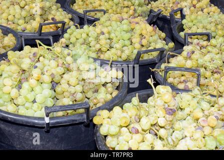 Italy, Sicily, Island of Pantelleria : Harvest in the vineyard of the French actress Carole Bouquet in the Contrada Serraglio  where she produces the Stock Photo