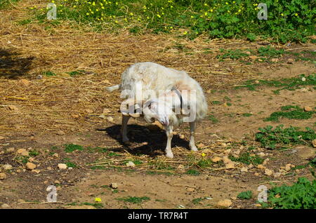 Girgentana goat (Capra aegagrus hircus) Stock Photo