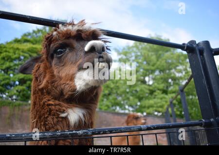 Brown smiling llama with head peering through the fence Stock Photo