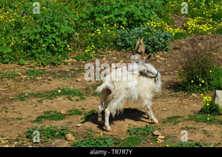 Girgentana goat (Capra aegagrus hircus) Stock Photo