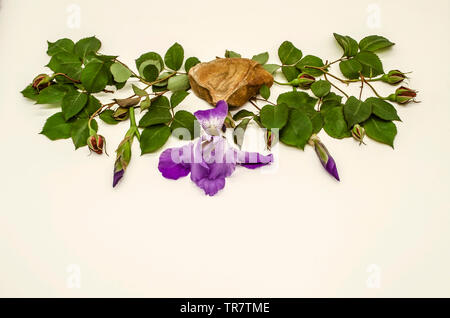The buds of red roses on branches with leaves and buds of iris on the sides in the middle of a beautiful travertine stone with iris flower on a white Stock Photo