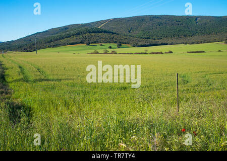 Cereal field. Montes de Toledo, Toledo province, Castilla La Mancha, Spain. Stock Photo