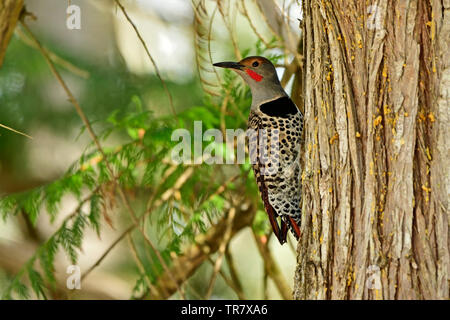 A Northern 'Red-shafted Flicker', Colaptes auratus, perched on a large cedar tree on Vancouver Island British Columbia Canada. Stock Photo