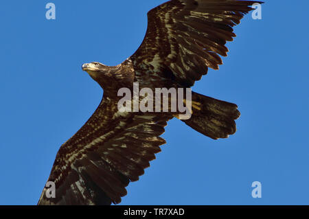 A close up of an immature bald eagle "Haliaeetus leucocephalus", flying overhead Stock Photo