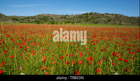 Poppy field in the Ardeche region in france Stock Photo