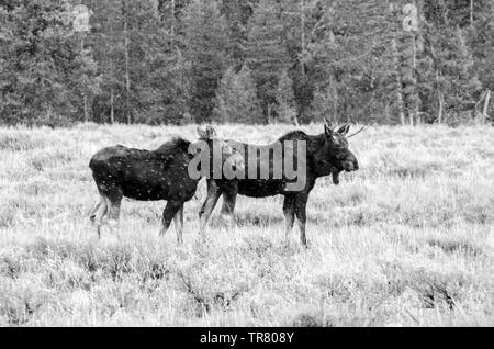 Moose (young stag and a cow) grazing in the Grand Teton National Park in the U.S. state of Wyoming Stock Photo