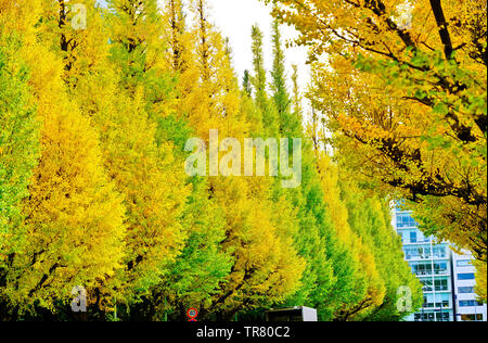 View of the colorful ginkgo trees in autumn at Meijijingu Gaien in Tokyo. Stock Photo