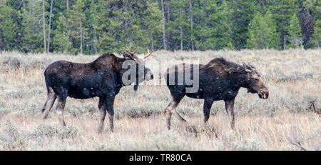 Moose (young stag and a cow) grazing in the Grand Teton National Park in the U.S. state of Wyoming Stock Photo