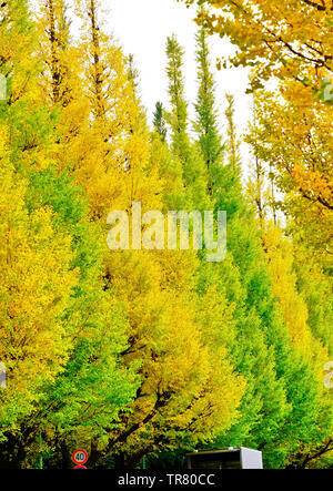 View of the colorful ginkgo trees in autumn at Meijijingu Gaien in Tokyo. Stock Photo