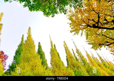 View of the colorful ginkgo trees in autumn at Meijijingu Gaien in Tokyo. Stock Photo