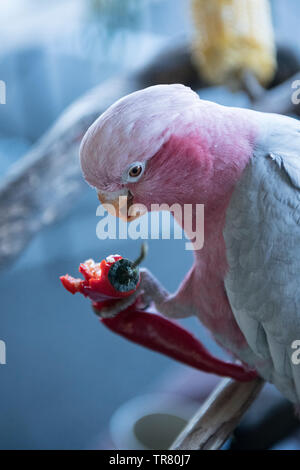 A rescued Pink and Grey Galah (Eolophus roseicapilla), an Australian bird, eating seeds from a chili. Stock Photo