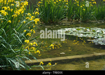 Pond at the Jardí Botànic de Barcelona, Barcelona, Spain Stock Photo