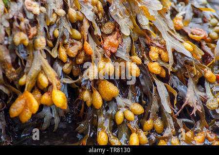 Fucus vesiculosus, bladder wrack or rockweed hanging from a wet rock. Also known as black tang, sea oak, black tany, dyers fucus and rock wrack. Stock Photo