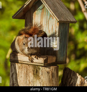 American red squirrel feasting at a bird feeder.