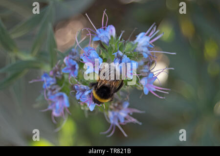 Bee on Echium vulgare (viper's bugloss), Barcelona, Spain Stock Photo