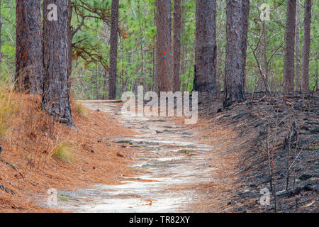 Fire break, Longleaf Pine (Pinus palustris), Weymouth Woods Sandhills Nature Preserve, NC, USA, by Bill Lea/Dembinsky Photo Assoc Stock Photo