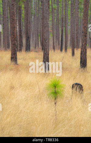 Longleaf Pine saplings (Pinus palustris), Weymouth Woods Sandhills Nature Preserve, NC, USA, by Bill Lea/Dembinsky Photo Assoc Stock Photo