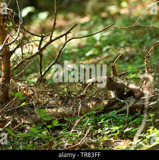 Squirrel climbs the leaves on the ground in the forest and looks for food Stock Photo