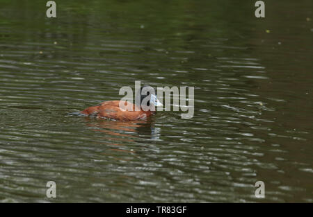 A beautiful Argentinian Ruddy Duck, Oxyura vittata, swimming on a river in the UK. Stock Photo