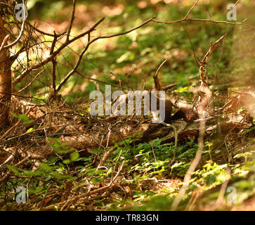 Squirrel climbs the leaves on the ground in the forest and looks for food Stock Photo