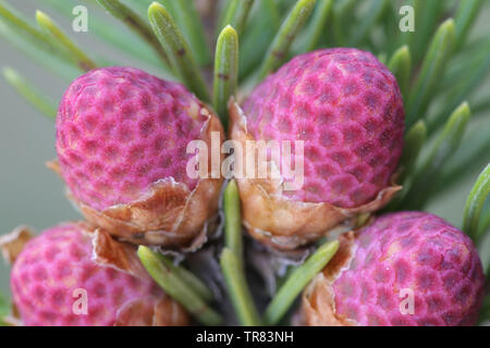 Fresh cones of Picea abies, the Norway spruce or European spruce Stock Photo