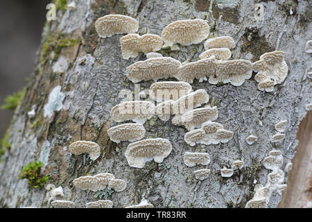 Irpex lacteus, known as the Milk-white Toothed Polypore, studies for use in biofuel production Stock Photo