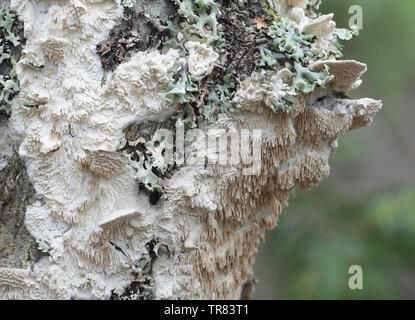 Irpex lacteus, known as the Milk-white Toothed Polypore, studies for use in biofuel production Stock Photo