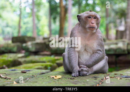 Macaque monkey sitting outside of Bayon Temple, Angkor Thom, Siem Reap Province, Cambodia, Indochina, Southeast Asia, Asia Stock Photo
