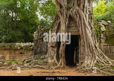 Banyon Tree covering East gate, Ta Som Temple, Angkor, UNESCO World Heritage Site, Siem Reap Province, Cambodia, Indochina, Southeast Asia,Asia Stock Photo