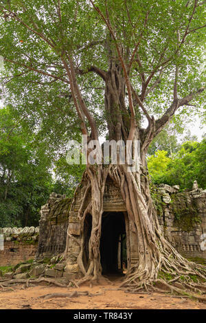 Banyon Tree covering East gate, Ta Som Temple, Angkor, UNESCO World Heritage Site, Siem Reap Province, Cambodia, Indochina, Southeast Asia,Asia Stock Photo