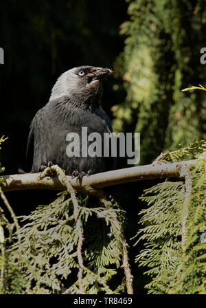 Jackdaw Stock Photo