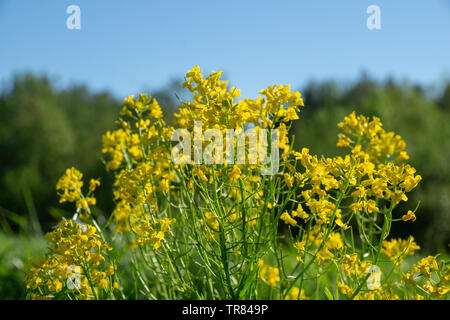 wild yellow flowers growing on a field in the countryside on a sunny spring day against the blue sky Stock Photo