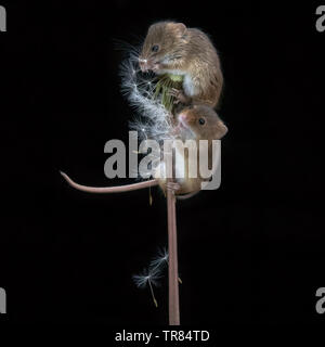 Harvest Mouse on dandelion clock (Micromys minutus) Stock Photo