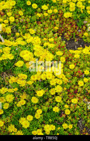 delosperma yellow flowerbed - Delosperma nubigenum Stock Photo