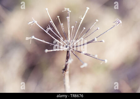 Common meadow grass in a field Stock Photo