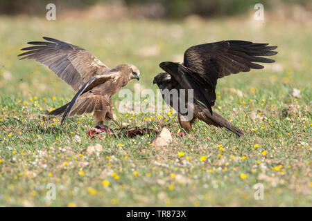 Western marsh harrier (Circus aeruginosus) and Black kite (Milvus migrans) fighting over food, Extremadura, Spain Stock Photo