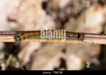 Lackey moth caterpillar (Malacosoma neustria larva) Stock Photo