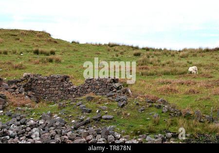 Highland Clearances: a derelict cottage at Badenscallie, Ross-shire, with sheep and suckling lamb. Stock Photo