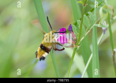 Broad-bordered bee hawk-moth (Hemaris fuciformis) nectaring from pink vetch wildflower in Oaken Wood, Surrey, UK Stock Photo