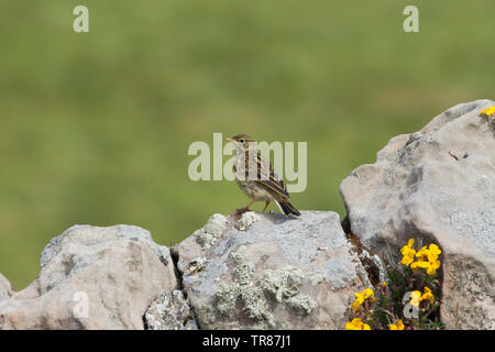 Meadow Pipit, Anthus pratensis,  Single juvenile perching on drystone wall. Holy Island, Northumberland, UK. Stock Photo